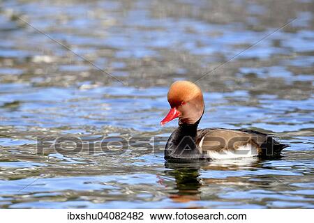 Kolbenente (Netta rufina), Erpel im Prachtkleid, Vierwaldstattersee, Schweiz, Europa View Large Photo Image Stock Image - Kolbenente (Netta rufina), Erpel im Prachtkleid, Vierwaldstattersee, Schweiz, Europa. Fotosearch