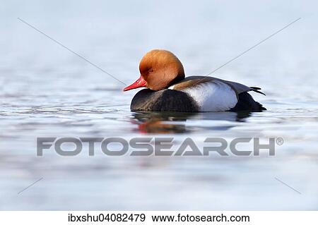 Kolbenente (Netta rufina), Erpel im Prachtkleid, Vierwaldstattersee, Schweiz, Europa View Large Photo Image Stock Photo - Kolbenente (Netta rufina), Erpel im Prachtkleid, Vierwaldstattersee, Schweiz, Europa. Fotosearch