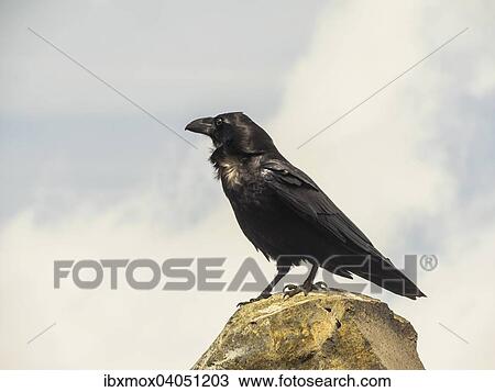 Kolkrabe (Corvus corax), La Palma, Kanarische Inseln, Spanien, Europa View Large Photo Image Stock Image - Kolkrabe (Corvus corax), La Palma, Kanarische Inseln, Spanien, Europa. Fotosearch