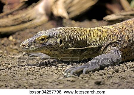 Komodo Waran, (Varanus komodoensis), adult, Vorkommen in Indonesien, captive View Large Photo Image Stock Photograph - Komodo Waran, (Varanus komodoensis), adult, Vorkommen in Indonesien, captive. Fotosearch