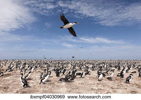 Stock Photo - Konigskormoran (Phalacrocorax albiventer) fliegt uber Kolonie, Bleaker Island, Falklandinseln, Sudamerika. Fotosearch