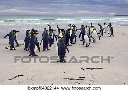 Konigspinguine (Aptenodytes patagonicus), Volunteer Point, Ost-Falklandinseln, Falklandinseln, Sudamerika View Large Photo Image Picture - Konigspinguine (Aptenodytes patagonicus), Volunteer Point, Ost-Falklandinseln, Falklandinseln, Sudamerika. Fotosearch