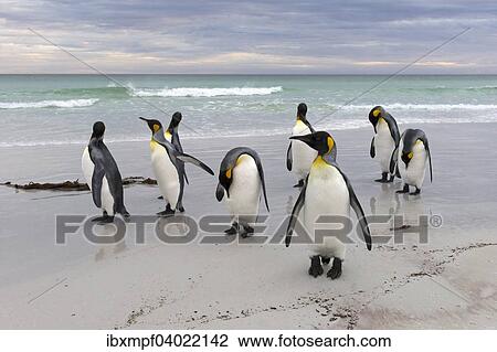 Konigspinguine (Aptenodytes patagonicus), Volunteer Point, Ost-Falklandinseln, Falklandinseln, Sudamerika View Large Photo Image Stock Image - Konigspinguine (Aptenodytes patagonicus), Volunteer Point, Ost-Falklandinseln, Falklandinseln, Sudamerika. Fotosearch
