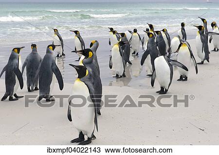Konigspinguine (Aptenodytes patagonicus), Volunteer Point, Ost-Falklandinseln, Falklandinseln, Sudamerika View Large Photo Image Stock Image - Konigspinguine (Aptenodytes patagonicus), Volunteer Point, Ost-Falklandinseln, Falklandinseln, Sudamerika. Fotosearch