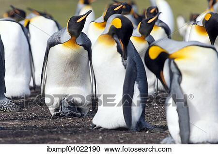 Konigspinguine (Aptenodytes patagonicus), Alttiere und Kuken, Volunteer Point, Ostfalkland, Falklandinseln, Sudamerika View Large Photo Image Stock Image - Konigspinguine (Aptenodytes patagonicus), Alttiere und Kuken, Volunteer Point, Ostfalkland, Falklandinseln, Sudamerika. Fotosearch
