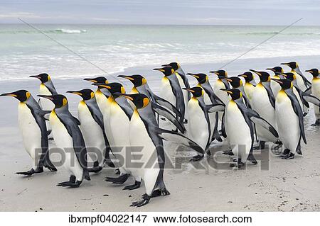 Konigspinguine (Aptenodytes patagonicus), Volunteer Point, Ost-Falklandinseln, Falklandinseln, Sudamerika View Large Photo Image Stock Photo - Konigspinguine (Aptenodytes patagonicus), Volunteer Point, Ost-Falklandinseln, Falklandinseln, Sudamerika. Fotosearch