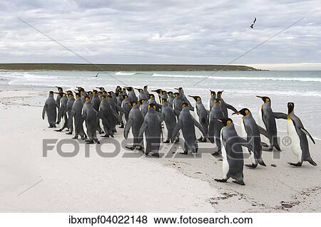 Konigspinguine (Aptenodytes patagonicus), Volunteer Point, Ost-Falklandinseln, Falklandinseln, Sudamerika View Large Photo Image Stock Photo - Konigspinguine (Aptenodytes patagonicus), Volunteer Point, Ost-Falklandinseln, Falklandinseln, Sudamerika. Fotosearch