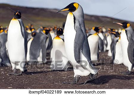 Konigspinguine (Aptenodytes patagonicus), Volunteer Point, Ostfalkland, Falklandinseln, Sudamerika View Large Photo Image Stock Photo - Konigspinguine (Aptenodytes patagonicus), Volunteer Point, Ostfalkland, Falklandinseln, Sudamerika. Fotosearch