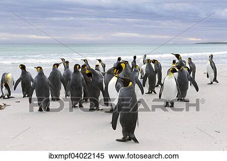Konigspinguine (Aptenodytes patagonicus), Volunteer Point, Ost-Falklandinseln, Falklandinseln, Sudamerika View Large Photo Image Stock Photography - Konigspinguine (Aptenodytes patagonicus), Volunteer Point, Ost-Falklandinseln, Falklandinseln, Sudamerika. Fotosearch