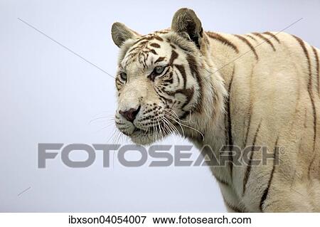 Konigstiger (Panthera tigris tigris), weisse Form, adult, Vorkommen in Asien, captive, England, Grossbritannien, Europa View Large Photo Image Stock Photo - Konigstiger (Panthera tigris tigris), weisse Form, adult, Vorkommen in Asien, captive, England, Grossbritannien, Europa. Fotosearch