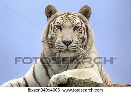 Konigstiger (Panthera tigris tigris), weisse Form, adult, Vorkommen in Asien, captive, England, Grossbritannien, Europa View Large Photo Image Stock Photograph - Konigstiger (Panthera tigris tigris), weisse Form, adult, Vorkommen in Asien, captive, England, Grossbritannien, Europa. Fotosearch