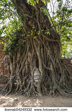 Kopf einer Buddha Statue, eingewachsen in Wurzeln einer Wurgefeige (Ficus religiosa), Wat Mahathat, Ayutthaya, Thailand, Asien View Large Photo Image Stock Image - Kopf einer Buddha Statue, eingewachsen in Wurzeln einer Wurgefeige (Ficus religiosa), Wat Mahathat, Ayutthaya, Thailand, Asien. Fotosearch
