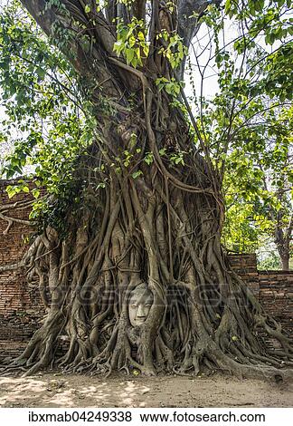 Stock Photo - Kopf einer Buddha Statue, eingewachsen in Wurzeln einer Wurgefeige (Ficus religiosa), Wat Mahathat, Ayutthaya, Thailand, Asien. Fotosearch