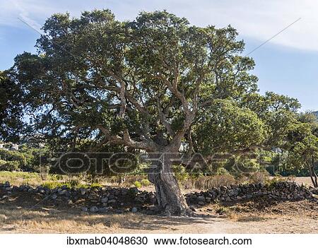 Korkeiche (Quercus suber), Korsika, Frankreich, Europa View Large Photo Image Stock Image - Korkeiche (Quercus suber), Korsika, Frankreich, Europa. Fotosearch