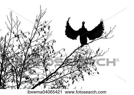Stock Image - Kormoran (Phalacrocorax carbo) sitzt mit ausgebreiteten Flugeln auf einem Baum, Hessen, Deutschland, Europa. Fotosearch