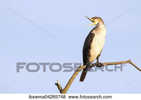 Kormoran (Phalacrocorax carbo) sitzt auf Ast mit geoffnetem Schnabel, Hessen, Deutschland, Europa View Large Photo Image Stock Photo - Kormoran (Phalacrocorax carbo) sitzt auf Ast mit geoffnetem Schnabel, Hessen, Deutschland, Europa. Fotosearch