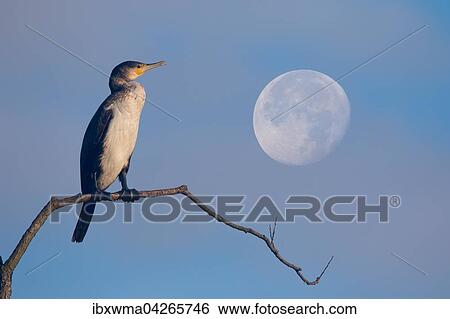 Kormoran Phalacrocorax Carbo Sitzt Auf Ast Bei Vollmond Hessen