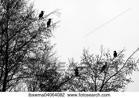 Kormorane (Phalacrocorax carbo) auf einem Baum, Silhouette, Hessen, Deutschland, Europa View Large Photo Image Stock Image - Kormorane (Phalacrocorax carbo) auf einem Baum, Silhouette, Hessen, Deutschland, Europa. Fotosearch
