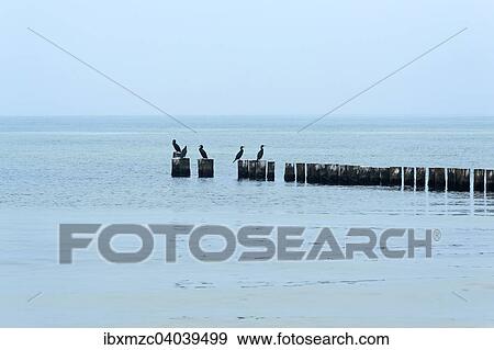 Kormorane (Phalacrocorax carbo) auf Buhnen an der Ostsee, Ahrenshoop, Darss, Mecklenburg-Vorpommern, Deutschland, Europa View Large Photo Image Stock Photo - Kormorane (Phalacrocorax carbo) auf Buhnen an der Ostsee, Ahrenshoop, Darss, Mecklenburg-Vorpommern, Deutschland, Europa. Fotosearch