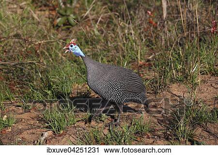 Krachzendes Helmperlhuhn (Numida meleagris), Kruger-Nationalpark, Sudafrika View Large Photo Image Stock Image - Krachzendes Helmperlhuhn (Numida meleagris), Kruger-Nationalpark, Sudafrika. Fotosearch