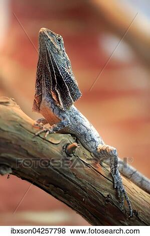 Stock Photo - Kragenechse (Chlamydosaurus kingii), adult, auf Baum, Vorkommen in Australien, captive, Deutschland, Europa. Fotosearch