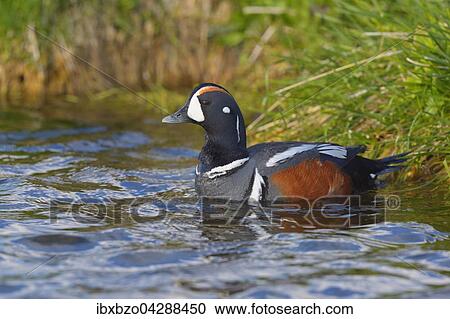 Stock Image - Kragenente, oder Harlekinente (Histrionicus histrionicus), Mannchen, Erpel,, Nordostisland, Island, Europa. Fotosearch