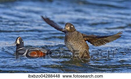 Stock Photo - Kragenente, oder Harlekinente (Histrionicus histrionicus), Brutpaar, Weibchen Flugel schlagend, Nordostisland, Island, Europa. Fotosearch