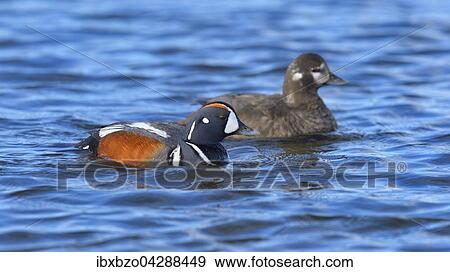 Kragenente, oder Harlekinente (Histrionicus histrionicus), Brutpaar, Nordostisland, Island, Europa View Large Photo Image Stock Photo - Kragenente, oder Harlekinente (Histrionicus histrionicus), Brutpaar, Nordostisland, Island, Europa. Fotosearch