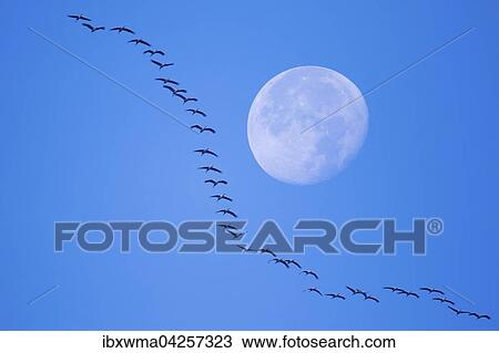 Kraniche Grus Grus Fliegen In Formation Bei Vollmond Hessen
