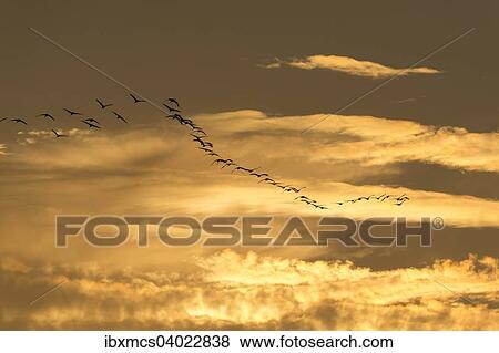 Kraniche (Grus grus) im Abendlicht, Zingst, Nationalpark Vorpommersche Boddenlandschaft, Mecklenburg-Vorpommern, Deutschland, Europa View Large Photo Image Stock Photo - Kraniche (Grus grus) im Abendlicht, Zingst, Nationalpark Vorpommersche Boddenlandschaft, Mecklenburg-Vorpommern, Deutschland, Europa. Fotosearch