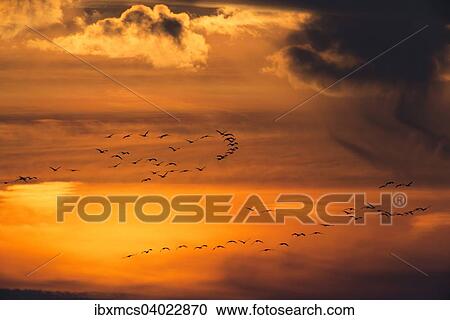 Kraniche (Grus grus) im Sonnenuntergang, Zingst, Nationalpark Vorpommersche Boddenlandschaft, Mecklenburg-Vorpommern, Deutschland, Europa View Large Photo Image Stock Image - Kraniche (Grus grus) im Sonnenuntergang, Zingst, Nationalpark Vorpommersche Boddenlandschaft, Mecklenburg-Vorpommern, Deutschland, Europa. Fotosearch