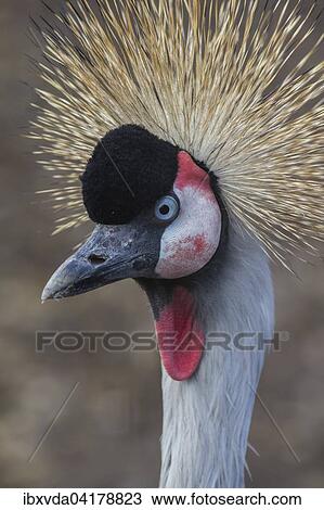 Stock Image - Kronenkranich (Balearica pavonina), Nordrhein-Westfalen, Deutschland, captive, Europa. Fotosearch