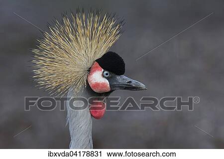 Kronenkranich (Balearica pavonina), Nordrhein-Westfalen, Deutschland, captive, Europa View Large Photo Image Stock Image - Kronenkranich (Balearica pavonina), Nordrhein-Westfalen, Deutschland, captive, Europa. Fotosearch