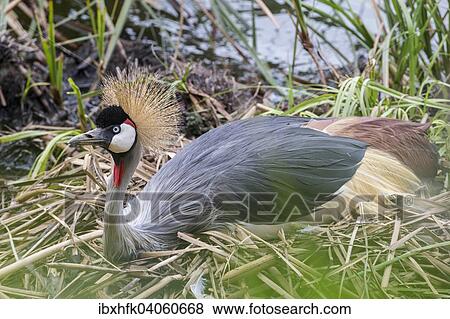 Kronenkranich (Balearica pavonina), Uganda, Afrika View Large Photo Image Stock Photo - Kronenkranich (Balearica pavonina), Uganda, Afrika. Fotosearch