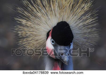 Stock Photo - Kronenkranich (Balearica pavonina), Nordrhein-Westfalen, Deutschland, captive, Europa. Fotosearch