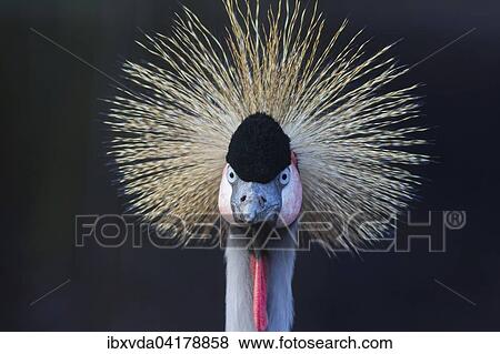 Kronenkranich (Balearica pavonina), Nordrhein-Westfalen, Deutschland, captive, Europa View Large Photo Image Stock Photo - Kronenkranich (Balearica pavonina), Nordrhein-Westfalen, Deutschland, captive, Europa. Fotosearch