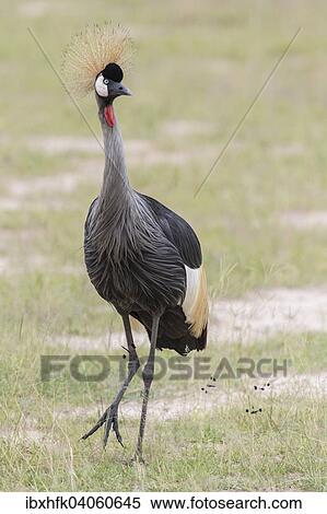 Stock Photography - Kronenkranich (Balearica pavonina), Murchison-Falls-Nationalpark, Uganda, Afrika. Fotosearch