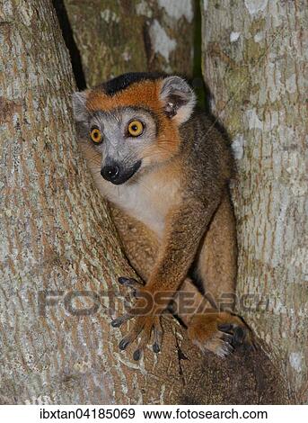 Stock Photo - Kronenmaki (Eulemur coronatus), junges Mannchen, Trockenwalder des Ankarana-Nationalparks, Madagaskar, Afrika. Fotosearch