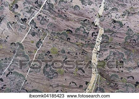 Stock Image - Krustenflechten (Caloplaca sp. ) auf mit Quarzadern durchzogenem Gestein, Kaiser Franz Josef Fjord, Nordost-Gronland-Nationalpark, Gronland, Nordamerika. Fotosearch