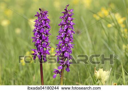 Picture - Kuckucks-Knabenkraut (Orchis mascula) bluhend, zwischen Echten Schlusselblumen (Primula veris), Hessen, Deutschland, Europa. Fotosearch