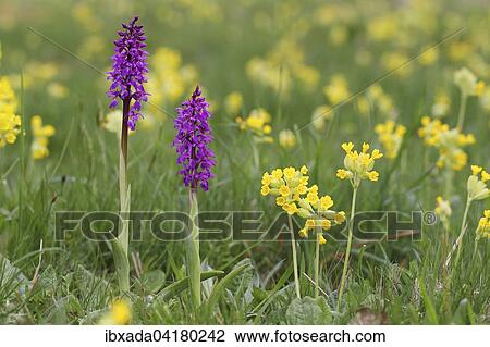 Kuckucks-Knabenkraut (Orchis mascula) bluhend, zwischen Echten Schlusselblumen (Primula veris), Hessen, Deutschland, Europa View Large Photo Image Stock Image - Kuckucks-Knabenkraut (Orchis mascula) bluhend, zwischen Echten Schlusselblumen (Primula veris), Hessen, Deutschland, Europa. Fotosearch