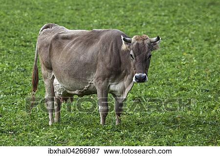 Kuh auf der Weide, Allgauer Braunvieh, Bad Hindelang, Allgau, Bayern, Deutschland, Europa View Large Photo Image Stock Photo - Kuh auf der Weide, Allgauer Braunvieh, Bad Hindelang, Allgau, Bayern, Deutschland, Europa. Fotosearch