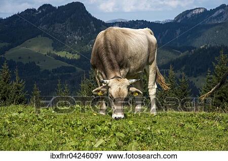 Kuh, Milchkuh auf der Alm, Sollereck, Oberstdorf, Bayern, Deutschland, Europa View Large Photo Image Stock Photo - Kuh, Milchkuh auf der Alm, Sollereck, Oberstdorf, Bayern, Deutschland, Europa. Fotosearch