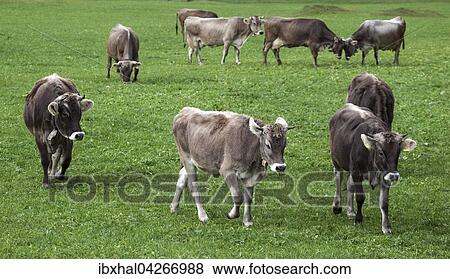 Kuhe auf der Weide, Allgauer Braunvieh, Bad Hindelang, Allgau, Bayern, Deutschland, Europa View Large Photo Image Stock Photo - Kuhe auf der Weide, Allgauer Braunvieh, Bad Hindelang, Allgau, Bayern, Deutschland, Europa. Fotosearch