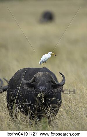 Kuhreiher (Bubulcus ibis), sitzt auf einem Steppenbuffel, Frosch im Schnabel, Masai Mara Nationalreservat, Kenia, Afrika View Large Photo Image Stock Photo - Kuhreiher (Bubulcus ibis), sitzt auf einem Steppenbuffel, Frosch im Schnabel, Masai Mara Nationalreservat, Kenia, Afrika. Fotosearch