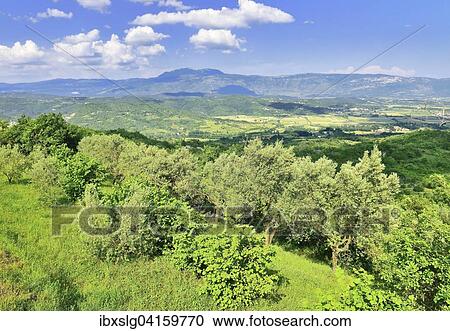 Kulturlandschaft mit Olivenbaumen (Olea europea), hinten Ucka Bergmassiv, bei Pican, Gespanschaft Istra, Zentralistrien, Istrien, Kroatien, Europa View Large Photo Image Stock Image - Kulturlandschaft mit Olivenbaumen (Olea europea), hinten Ucka Bergmassiv, bei Pican, Gespanschaft Istra, Zentralistrien, Istrien, Kroatien, Europa. Fotosearch