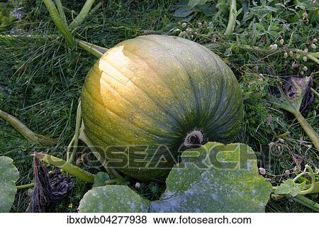 Kurbis auf dem Feld, Sudtirol, Alto Adige, Italien, Europa View Large Photo Image Stock Photo - Kurbis auf dem Feld, Sudtirol, Alto Adige, Italien, Europa. Fotosearch
