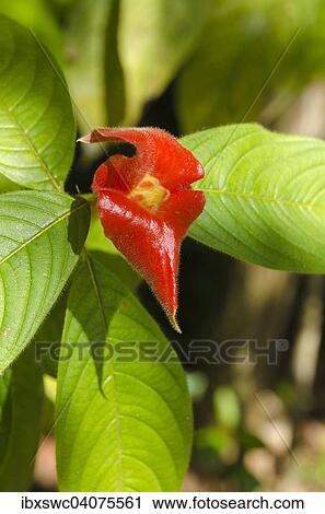 Kussmundpflanze (Psychotria elata), Provinz Puntarenas, Costa Rica, Nordamerika View Large Photo Image Stock Image - Kussmundpflanze (Psychotria elata), Provinz Puntarenas, Costa Rica, Nordamerika. Fotosearch
