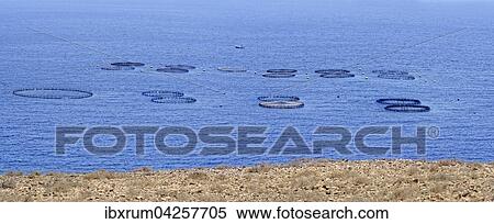 Kuste von Playa del Gozo mit Fischfarmen, Femes, Lanzarote, Kanarische Inseln, Spanien, Europa View Large Photo Image Stock Photography - Kuste von Playa del Gozo mit Fischfarmen, Femes, Lanzarote, Kanarische Inseln, Spanien, Europa. Fotosearch