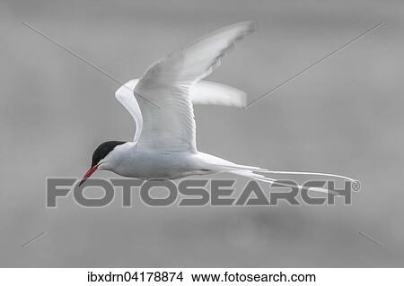 Kustenseeschwalbe (Sterna paradisaea) im Flug, Shetland-Inseln, Schottland, Grossbritannien, Europa View Large Photo Image Picture - Kustenseeschwalbe (Sterna paradisaea) im Flug, Shetland-Inseln, Schottland, Grossbritannien, Europa. Fotosearch